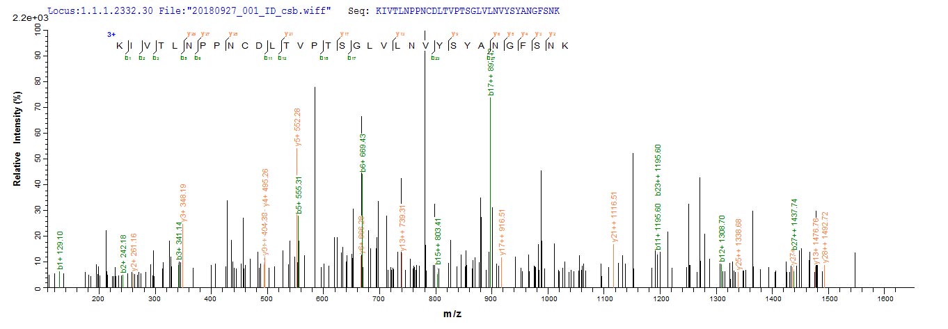 Based on the SEQUEST from database of E.coli host and target protein, the LC-MS/MS Analysis result of RPC25793 could indicate that this peptide derived from E.coli-expressed