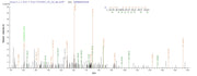 Based on the SEQUEST from database of E.coli host and target protein, the LC-MS/MS Analysis result of RPC25799 could indicate that this peptide derived from E.coli-expressed Vesicular stomatitis Indiana virus (strain Glasgow) (VSIV) N.