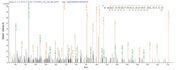 Based on the SEQUEST from database of E.coli host and target protein, the LC-MS/MS Analysis result of RPC25800 could indicate that this peptide derived from E.coli-expressed Escherichia coli (strain K12) talB.