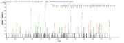 Based on the SEQUEST from database of E.coli host and target protein, the LC-MS/MS Analysis result of RPC25811 could indicate that this peptide derived from E.coli-expressed Homo sapiens (Human) METRN.