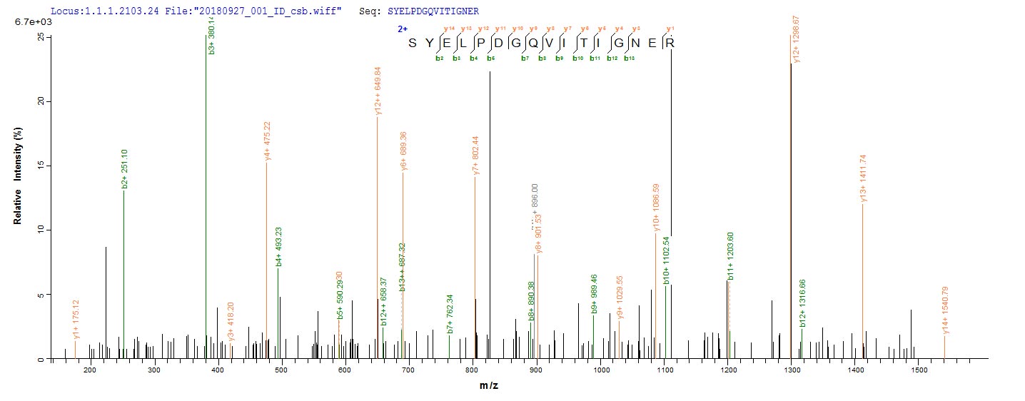Based on the SEQUEST from database of E.coli host and target protein, the LC-MS/MS Analysis result of RPC25815 could indicate that this peptide derived from E.coli-expressed Homo sapiens (Human) ACTB.