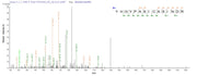 Based on the SEQUEST from database of E.coli host and target protein, the LC-MS/MS Analysis result of RPC25824 could indicate that this peptide derived from E.coli-expressed Mycobacterium tuberculosis (strain CDC 1551 / Oshkosh) map-1.