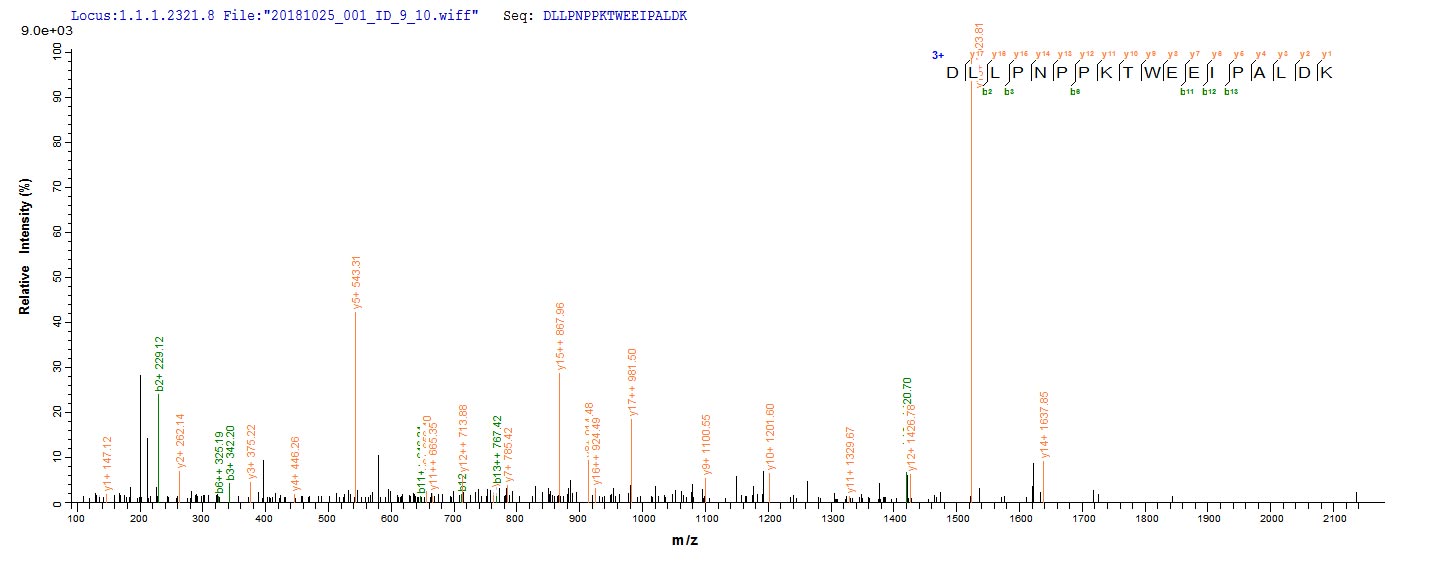 Based on the SEQUEST from database of E.coli host and target protein, the LC-MS/MS Analysis result of RPC25825 could indicate that this peptide derived from E.coli-expressed Escherichia coli (strain K12) malE.