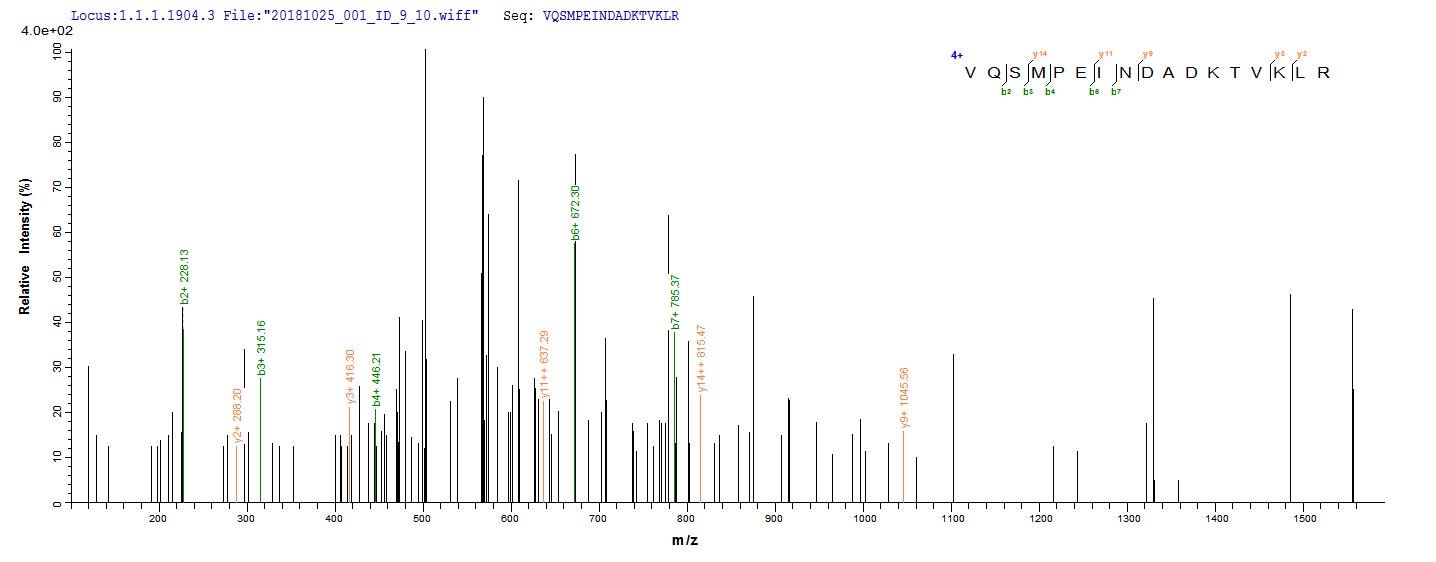 Based on the SEQUEST from database of E.coli host and target protein, the LC-MS/MS Analysis result of RPC25826 could indicate that this peptide derived from E.coli-expressed Escherichia coli (strain K12) bamA.