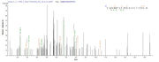 Based on the SEQUEST from database of E.coli host and target protein, the LC-MS/MS Analysis result of RPC25826 could indicate that this peptide derived from E.coli-expressed Escherichia coli (strain K12) bamA.