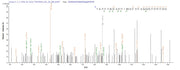 Based on the SEQUEST from database of E.coli host and target protein, the LC-MS/MS Analysis result of RPC25871 could indicate that this peptide derived from E.coli-expressed Homo sapiens (Human) PODXL.