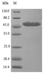 (Tris-Glycine gel) Discontinuous SDS-PAGE (reduced) with 5% enrichment gel and 15% separation gel.