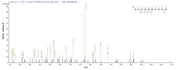 Based on the SEQUEST from database of E.coli host and target protein, the LC-MS/MS Analysis result of RPC26039 could indicate that this peptide derived from E.coli-expressed Staphylococcus aureus aur.