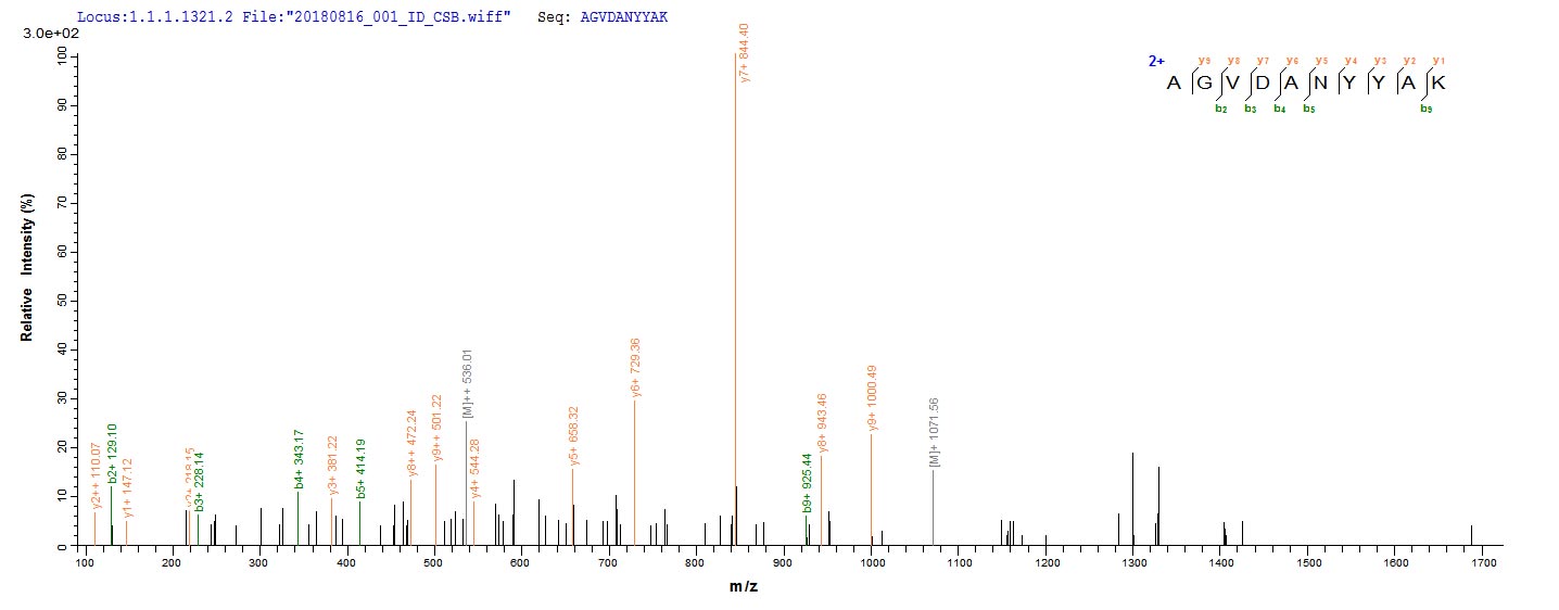 Based on the SEQUEST from database of E.coli host and target protein, the LC-MS/MS Analysis result of RPC26039 could indicate that this peptide derived from E.coli-expressed Staphylococcus aureus aur.