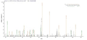 Based on the SEQUEST from database of E.coli host and target protein, the LC-MS/MS Analysis result of RPC26047 could indicate that this peptide derived from E.coli-expressed Homo sapiens (Human) MYD88.