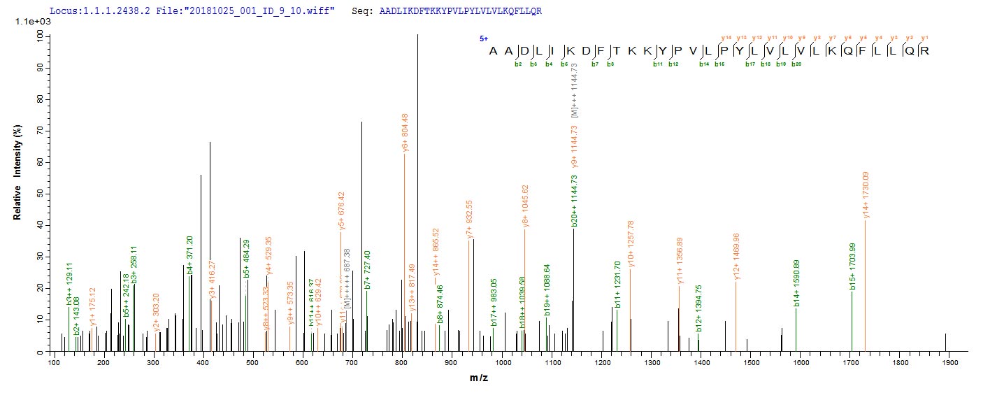 Based on the SEQUEST from database of E.coli host and target protein, the LC-MS/MS Analysis result of RPC26068 could indicate that this peptide derived from E.coli-expressed Homo sapiens (Human) TENT4B.