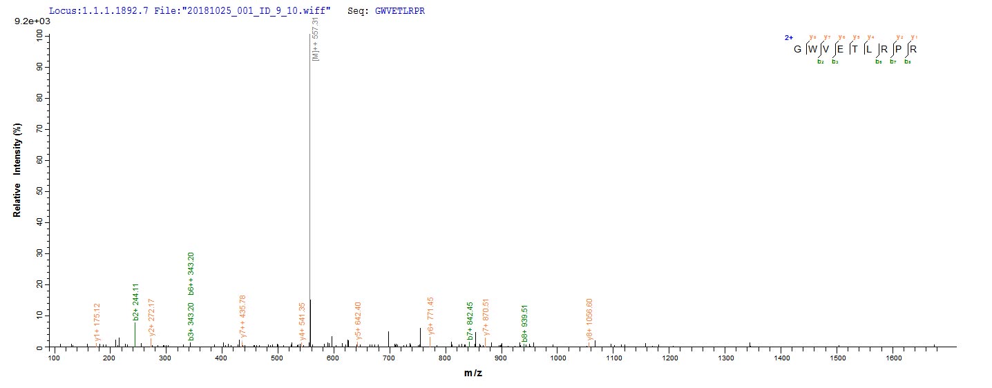 Based on the SEQUEST from database of E.coli host and target protein, the LC-MS/MS Analysis result of RPC26102 could indicate that this peptide derived from E.coli-expressed Homo sapiens (Human) WNT3A.