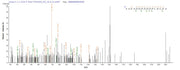 Based on the SEQUEST from database of E.coli host and target protein, the LC-MS/MS Analysis result of RPC26141 could indicate that this peptide derived from E.coli-expressed Mus musculus (Mouse) Veph1.