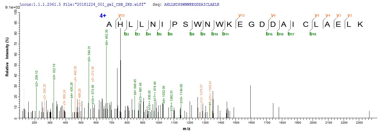 Based on the SEQUEST from database of E.coli host and target protein, the LC-MS/MS Analysis result of RPC26142 could indicate that this peptide derived from E.coli-expressed Homo sapiens (Human) KCNMA1.