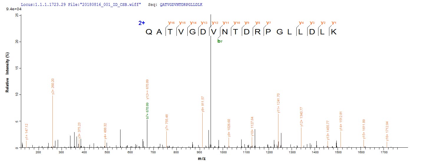 Based on the SEQUEST from database of E.coli host and target protein, the LC-MS/MS Analysis result of RPC26167 could indicate that this peptide derived from E.coli-expressed