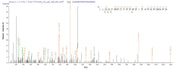 Based on the SEQUEST from database of E.coli host and target protein, the LC-MS/MS Analysis result of RPC26239 could indicate that this peptide derived from E.coli-expressed Human papillomavirus type 16 E4.