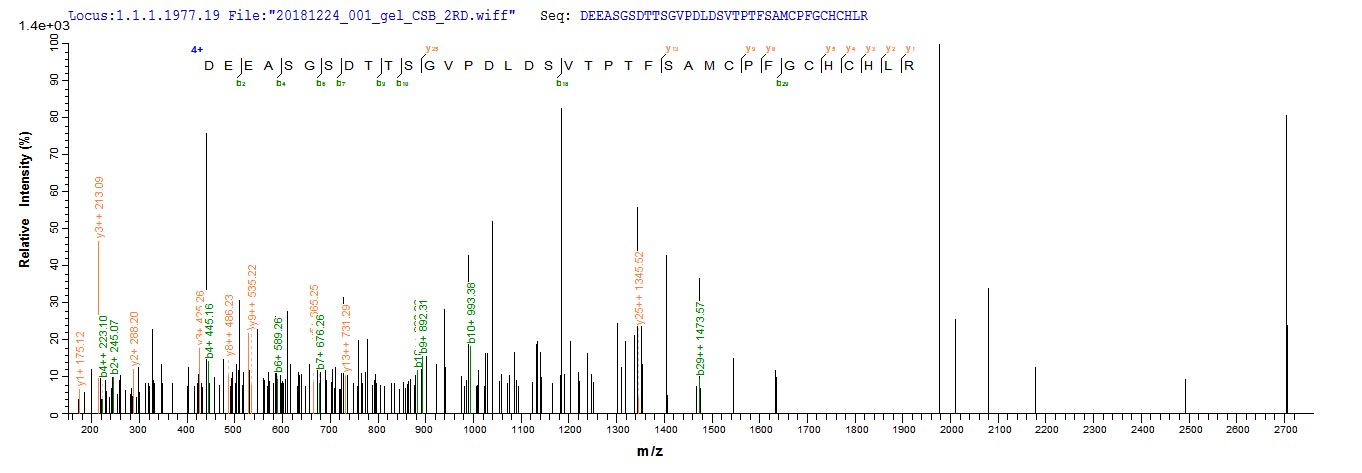 Based on the SEQUEST from database of E.coli host and target protein, the LC-MS/MS Analysis result of RPC26240 could indicate that this peptide derived from E.coli-expressed Mus musculus (Mouse) Bgn.