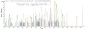 Based on the SEQUEST from database of E.coli host and target protein, the LC-MS/MS Analysis result of RPC26241 could indicate that this peptide derived from E.coli-expressed Influenza B virus (strain B/Yamagata/1/1973) NS.