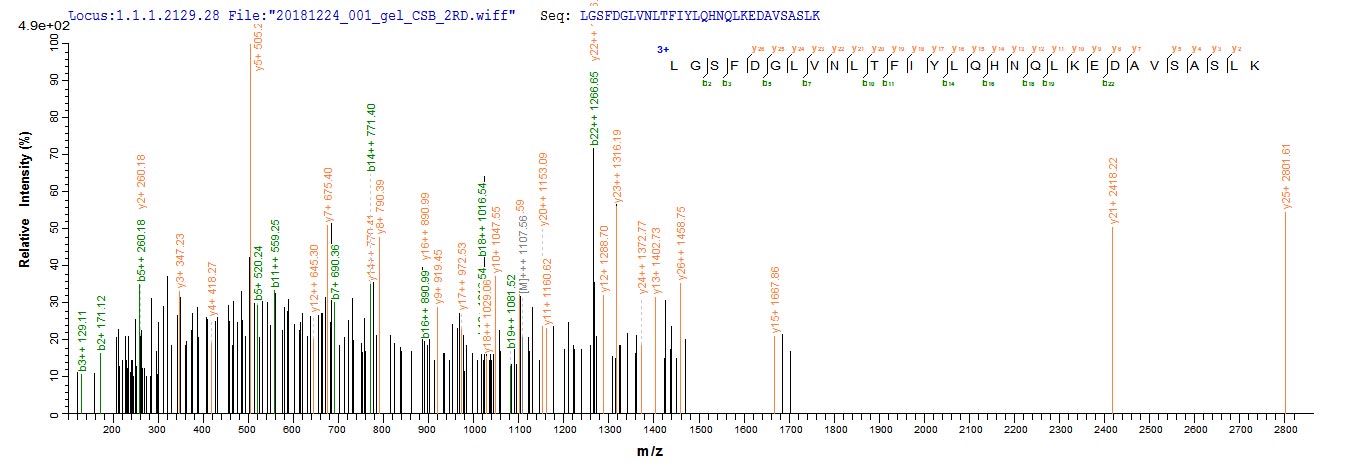 Based on the SEQUEST from database of E.coli host and target protein, the LC-MS/MS Analysis result of RPC26260 could indicate that this peptide derived from E.coli-expressed Mus musculus (Mouse) Lum.