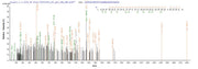 Based on the SEQUEST from database of E.coli host and target protein, the LC-MS/MS Analysis result of RPC26260 could indicate that this peptide derived from E.coli-expressed Mus musculus (Mouse) Lum.