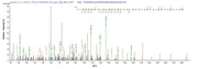Based on the SEQUEST from database of E.coli host and target protein, the LC-MS/MS Analysis result of RPC26266 could indicate that this peptide derived from E.coli-expressed Homo sapiens (Human) TYK2.
