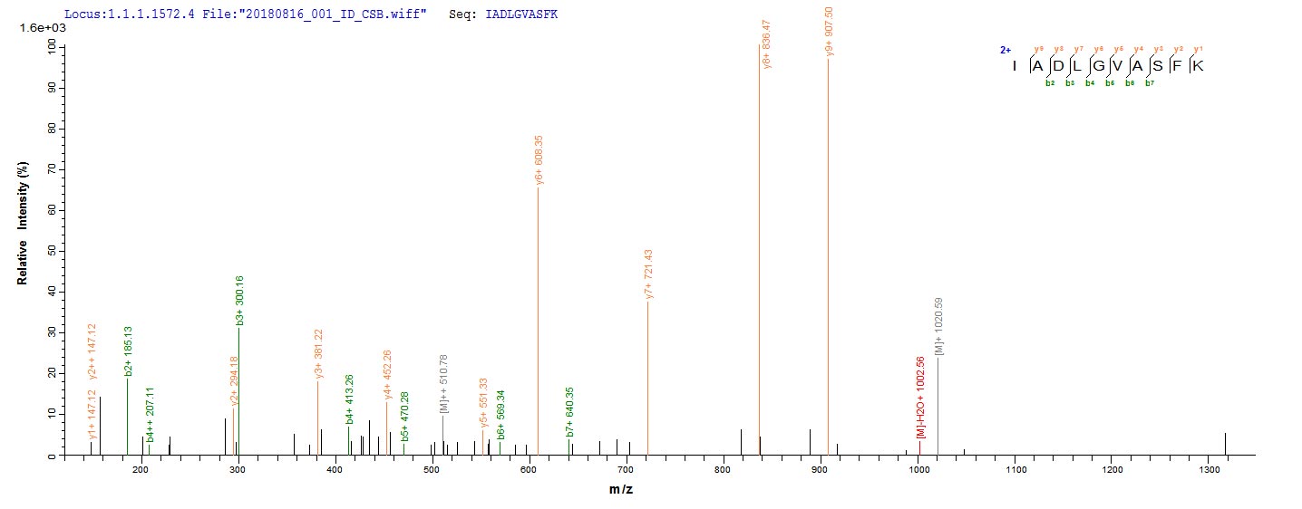 Based on the SEQUEST from database of E.coli host and target protein, the LC-MS/MS Analysis result of RPC26274 could indicate that this peptide derived from E.coli-expressed Mus musculus (Mouse) Ripk1.