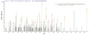 Based on the SEQUEST from database of Baculovirus host and target protein, the LC-MS/MS Analysis result of RPC26341 could indicate that this peptide derived from Baculovirus-expressed Homo sapiens (Human) CAPRIN1.