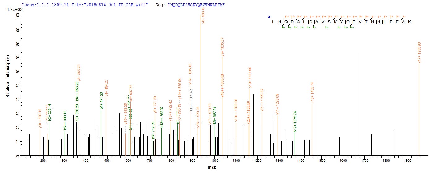 Based on the SEQUEST from database of Baculovirus host and target protein, the LC-MS/MS Analysis result of RPC26341 could indicate that this peptide derived from Baculovirus-expressed