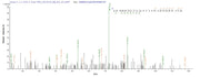 Based on the SEQUEST from database of Baculovirus host and target protein, the LC-MS/MS Analysis result of RPC26400 could indicate that this peptide derived from Baculovirus-expressed Homo sapiens (Human) PSMD14.