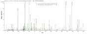 Based on the SEQUEST from database of Baculovirus host and target protein, the LC-MS/MS Analysis result of RPC26404 could indicate that this peptide derived from Baculovirus-expressed Vaccinia virus (strain Copenhagen) (VACV) A27L.