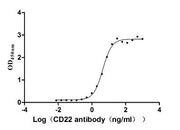 Measured by its binding ability in a functional ELISA. Immobilized CD22 at 2 μg/ml can bind Anti-CD22 rabbit monoclonal antibody, the EC50 of human CD22 protein is 4.034-4.800 ng/ml.