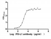 Measured by its binding ability in a functional ELISA. Immobilized PD-L1 at 2 μg/ml can bind Anti- PD-L1 mouse monoclonal antibody (antigen from E.coli), the EC50 of human PD-L1 protein is 1.252-1.653 ng/mL.