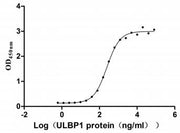 Measured by its binding ability in a functional ELISA. Immobilized KLRK1 at 10 μg/ml can bind human ULBP1, the EC50 of human KLRK1 protein is 222.4-276.0 ng/ml.