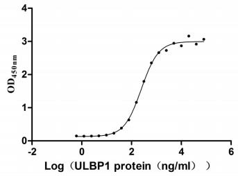 Measured by its binding ability in a functional ELISA. Immobilized KLRK1 at 10 μg/ml can bind human ULBP1, the EC50 of human KLRK1 protein is 222.4-276.0 ng/ml.