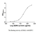 Measured by its binding ability in a functional ELISA. Immobilized OMA1 at 5 μg/ml can bind human BZW2, the EC50 of human BZM2 is 45.42-72.22 μg/ml.