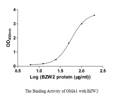 Measured by its binding ability in a functional ELISA. Immobilized OMA1 at 5 μg/ml can bind human BZW2, the EC50 of human BZM2 is 45.42-72.22 μg/ml.
