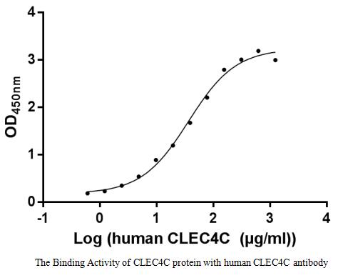 Measured by its binding ability in a functional ELISA. Immobilized CLEC4C protein at 1 μg/ml can bind human CLEC4C antibody, the EC50 of human CLEC4C antibody is 31.43-43.52 μg/ml.