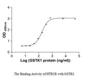 Measured by its binding ability in a functional ELISA. Immobilized HTR1B at 5 μg/ml can bind human GSTK1,the EC50 of human GSTK1 protein is 159.40-218.50 ng/ml.