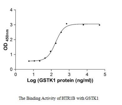 Measured by its binding ability in a functional ELISA. Immobilized HTR1B at 5 μg/ml can bind human GSTK1,the EC50 of human GSTK1 protein is 159.40-218.50 ng/ml.