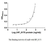Measured by its binding ability in a functional ELISA. Immobilized yuaB at 5 μg/ml can bind human HP_0175 with a linear range of 31.25-600.00 ng/ml.