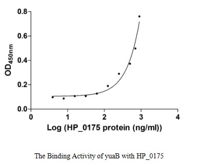 Measured by its binding ability in a functional ELISA. Immobilized yuaB at 5 μg/ml can bind human HP_0175 with a linear range of 31.25-600.00 ng/ml.