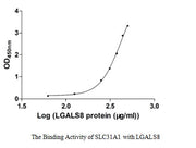 Measured by its binding ability in a functional ELISA. Immobilized SLC31A1 at 5 μg/ml can bind human LGALS8, the EC50 of human LGALS8 is 373.90-524.30 μg/ml.