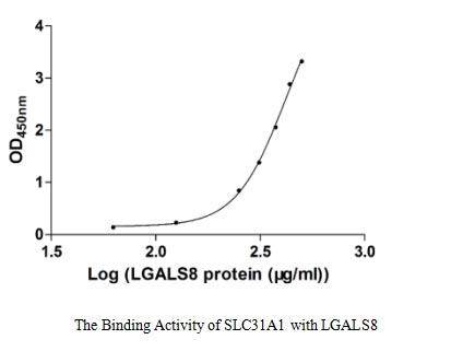 Measured by its binding ability in a functional ELISA. Immobilized SLC31A1 at 5 μg/ml can bind human LGALS8, the EC50 of human LGALS8 is 373.90-524.30 μg/ml.