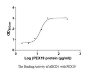 Measured by its binding ability in a functional ELISA. Immobilized ABCD1 at 5 μg/ml can bind human PEX19,the EC50 of human PEX19 protein is 22.96-33.00 μg/ml.