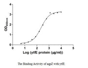 Measured by its binding ability in a functional ELISA. Immobilized aqpZ at 5 μg/ml can bind E.coli ytfE, the EC50 of E.coli ytfE protein is 197.90-259.70 μg/ml.