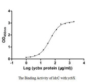Measured by its binding ability in a functional ELISA. Immobilized ldcC at 2 μg/ml can bind human ycbX, the EC50 of human ycbX protein is 40.54-47.97 μg/ml.
