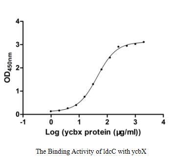 Measured by its binding ability in a functional ELISA. Immobilized ldcC at 2 μg/ml can bind human ycbX, the EC50 of human ycbX protein is 40.54-47.97 μg/ml.