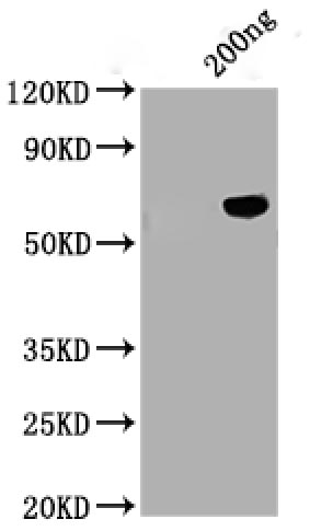 Positive WB detected in: Tag-Free SARS-CoV-2 nucleocapsid recombinant protein from Human 293 cells (HEK293) (RPC27076), SARS-CoV-2 nucleocapsid antibody at 1:1000, Secondary, Peroxidase-Affinipure Goat Anti-Human IgG, Fcγ Fragment Specific at 1/20000 dilution, Predicted band size: 45.6 kDa, Observed band size: 55 kDa