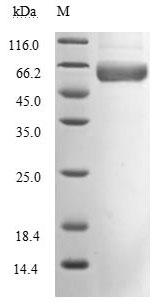 (Tris-Glycine gel) Discontinuous SDS-PAGE (reduced) with 5% enrichment gel and 15% separation gel. Predicted band size: 51.1 kDa
Observed band size: 66 kDa due to glycosylation