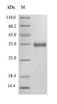 (Tris-Glycine gel) Discontinuous SDS-PAGE (reduced) with 5% enrichment gel and 15% separation gel. Predicted band size: 30.1 kDa
Observed band size: 35 kDa due to glycosylation